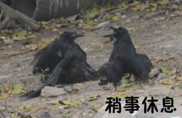 北京动物园的鸟类——争斗