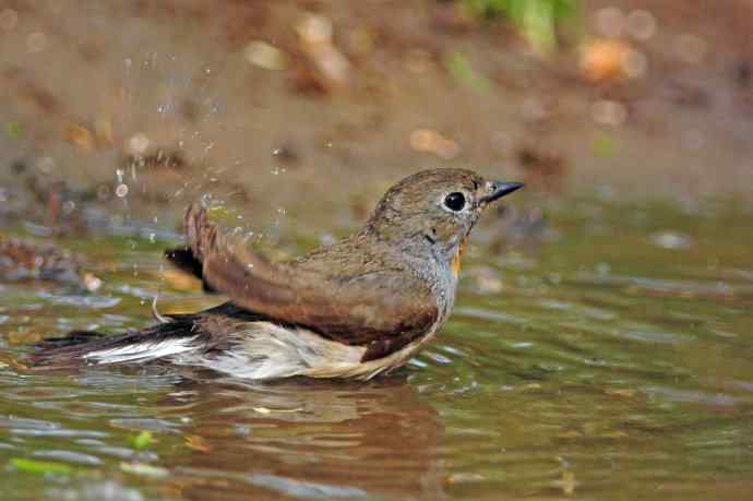 雄性红喉姬鹟(8) 雄性红喉姬鹟(8)