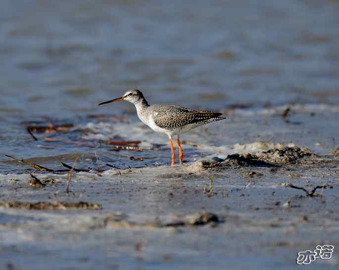 官厅水库&nbsp;wbr路&nbsp;wbr鹤鹬和青脚鹬