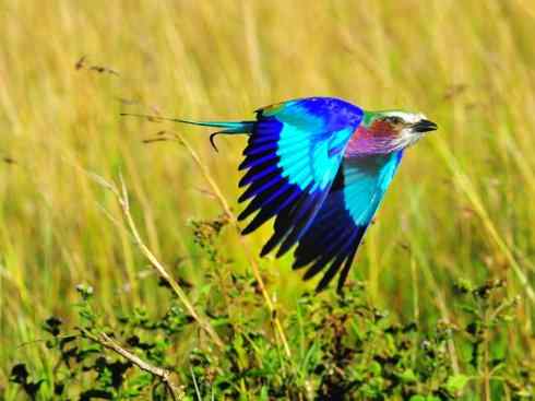 绝色攀禽：佛法僧目之佛法僧2