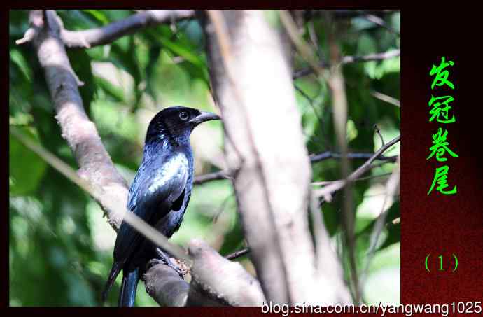 发冠卷尾(1) 发冠卷尾(1)