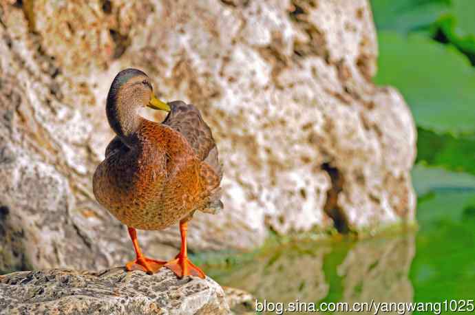 随拍野鸭 随拍野鸭