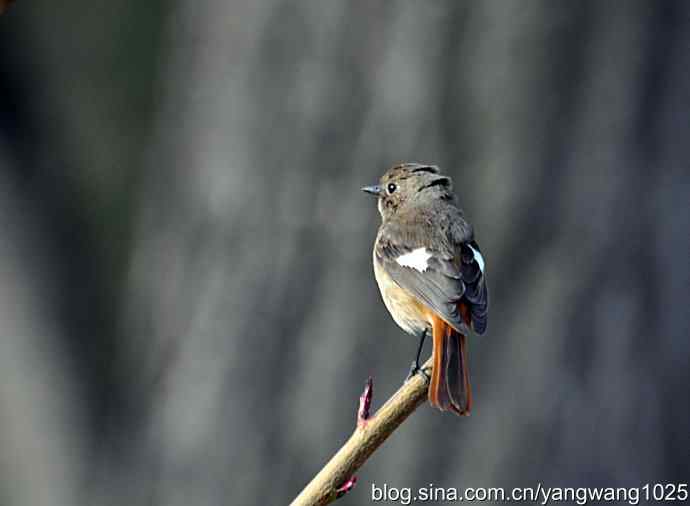 第一场春雨之后 wbr3