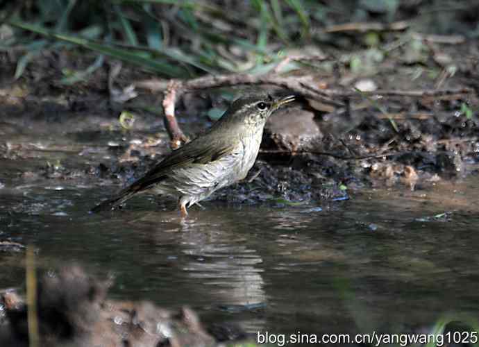 巨嘴柳莺（洗浴篇）