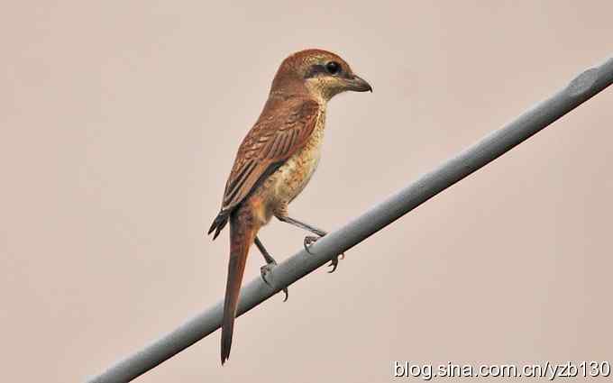 七里海周边鈥湻街酃扳澊蚰