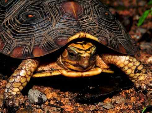 玄武：传说的兽原型探秘（潮龟）