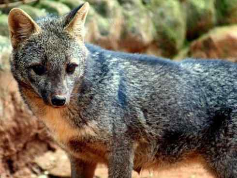 犬科：狐亚科伪狐属之高地狐、河狐、秘鲁狐