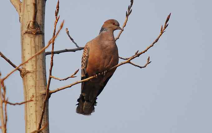 北京植物园赏鸟（二十），山斑鸠（组图）