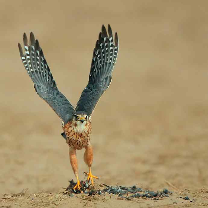 野鸭湖雌雄灰背隼