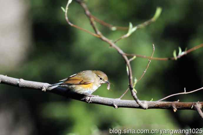 北京天坛公园的鸟类——早餐中的雌性红胁蓝尾鸲