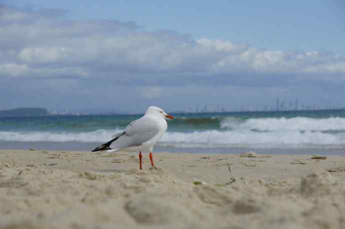 澳洲拍鸟鈥斺敶蚶α料啵1) 澳洲拍鸟鈥斺敶蚶α料啵1)