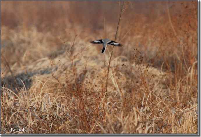 野鸭湖猛禽-红隼、短耳鸮、毛脚鵟 野鸭湖猛禽-红隼、短耳鸮、毛脚鵟
