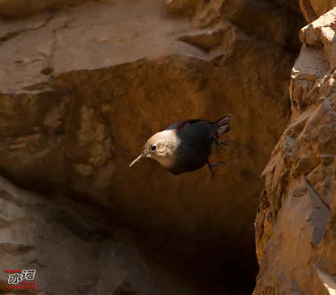 北京十渡&nbsp;wbr路&nbsp;wbr红翅旋壁雀