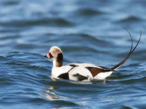 雁鸭之最之三 雁鸭之最之三
