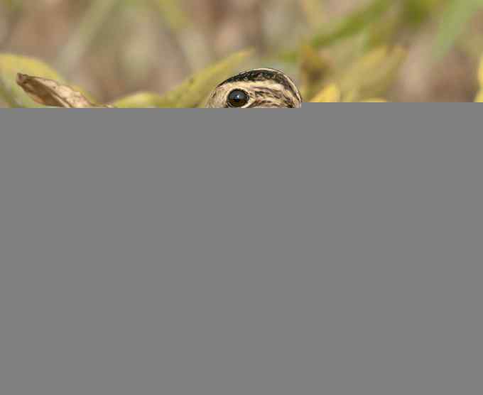 燕岗村的沙锥(组图) 燕岗村的沙锥(组图)