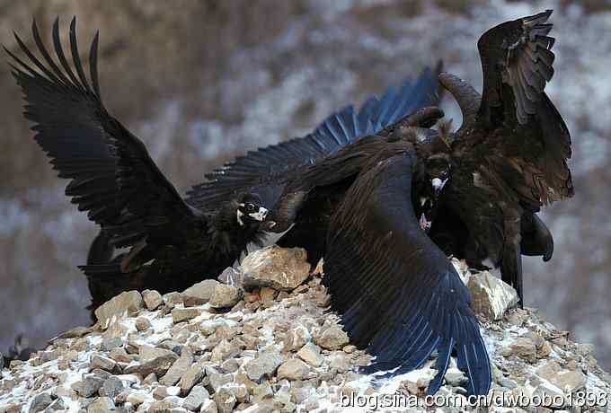实拍京城雪后秃鹫的生猛大餐