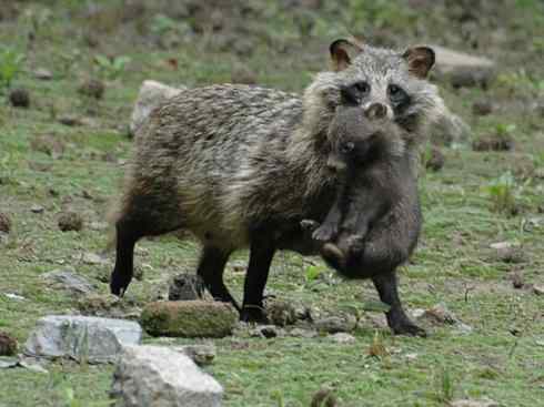 犬科:犬亚科犬属之貉 犬科:犬亚科犬属之貉