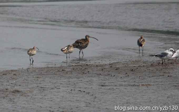 打到一只杓鹬，高兴ing鈥︹Γㄗ橥迹