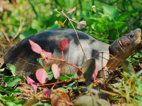 玄武：传说的兽原型探秘（潮龟）