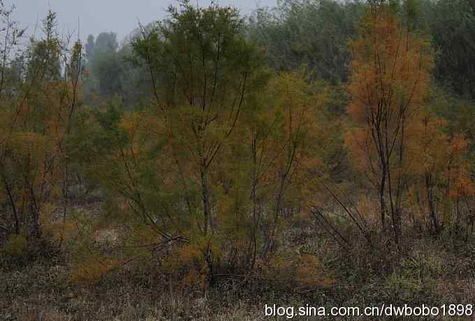 东花园观鸟生境记录