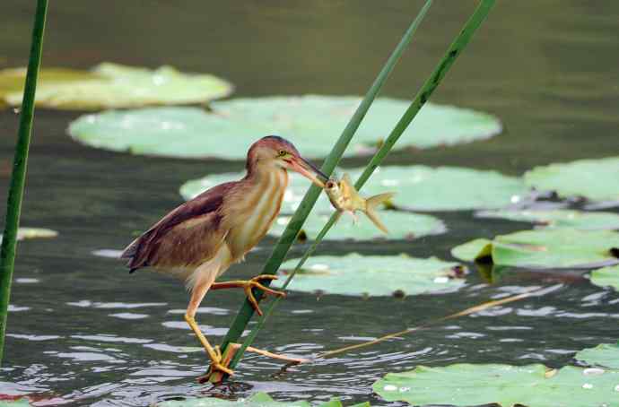 捕鱼的黄苇鳽（记实）1