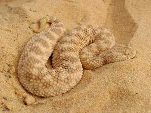 龙：传说的兽原型探秘（蝰蛇类）