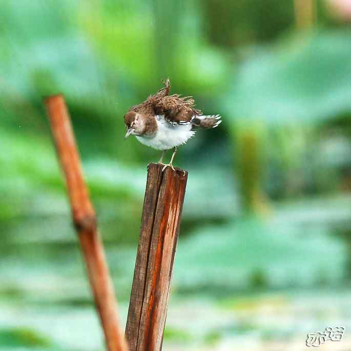 圆明园&nbsp;wbr路&nbsp;wbr白腰草鹬和矶鹬