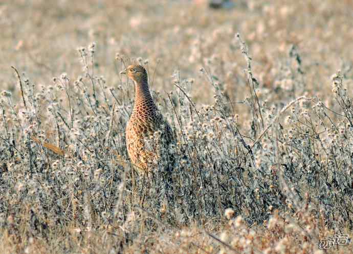 官厅水库拍鸟——雉鸡
