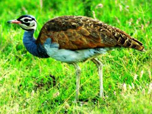 鸟类之最：灰颈鹭鸨