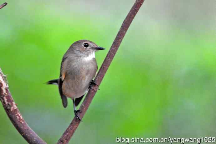 秋天的红喉姬鹟(5) 秋天的红喉姬鹟(5)
