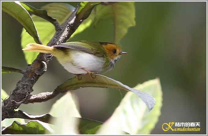 小鈥溩亓锄O莺鈥澯氪筲滪鈥潯菊掌