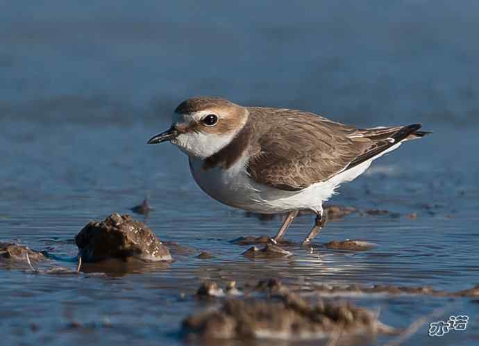 官厅水库&nbsp;wbr路&nbsp;wbr环颈鸻