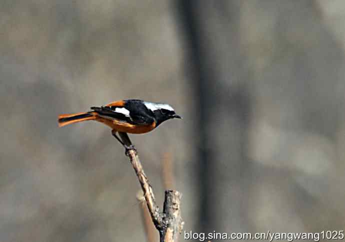 雄性北红尾鸲（随拍）