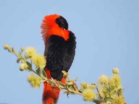 美丽无罪：雀鸟之寡妇鸟