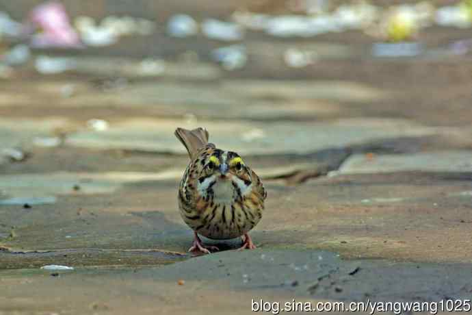 雄性黄眉鹀（1）