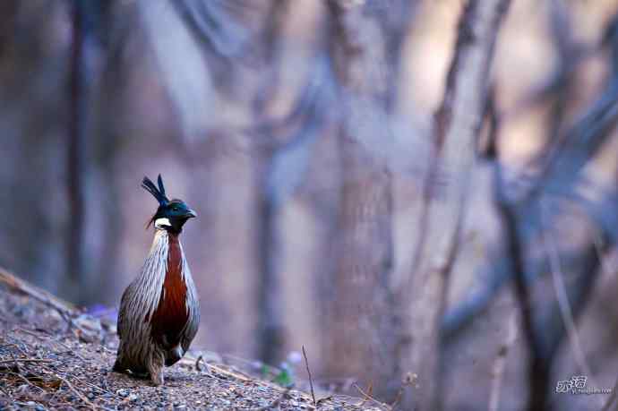 四月拍到九只鸡