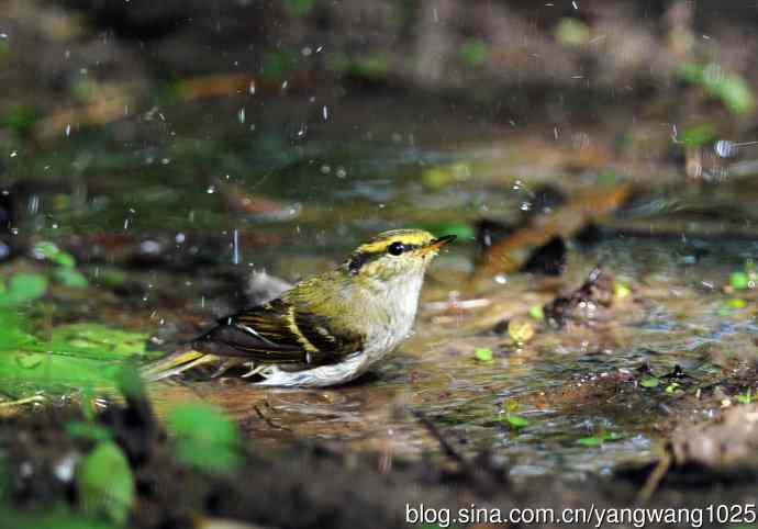 黄腰柳莺(4) 黄腰柳莺(4)