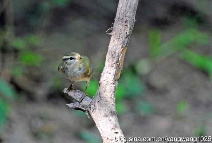 浴（黄眉柳莺）