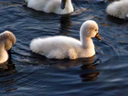 七只小天鹅