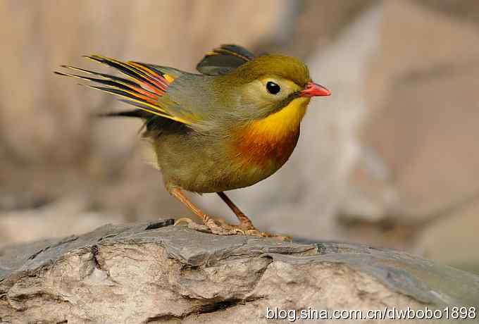 相思趣拍 贺三八国际妇女节