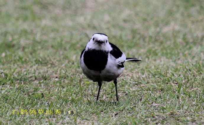 183.又见白鹡鸰--草地秀、菜鸟