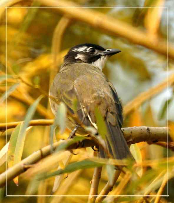 白头鹎和领雀嘴鹎