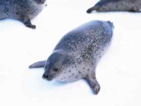 自然奇观：动物大迁徙(鳍足类)