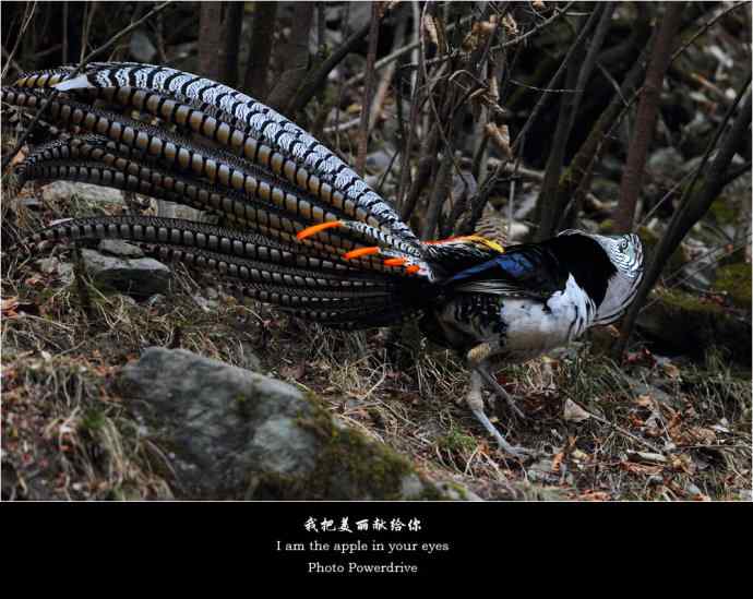 【我把美丽献给你】（I wbram wbrthe wbrapple wbrin wbryour wbreyes）