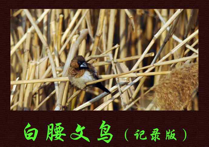 白腰文鸟（记录版）