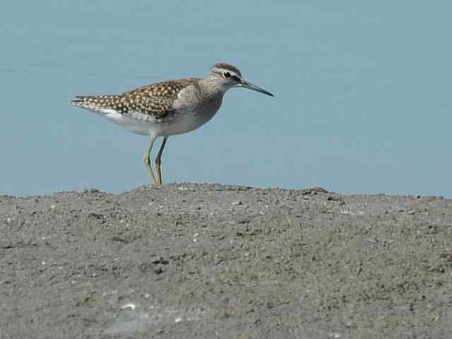 翠明湖畔观鸟儿情