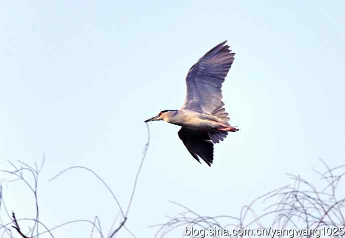 飞(夜鹭)50 飞(夜鹭)50