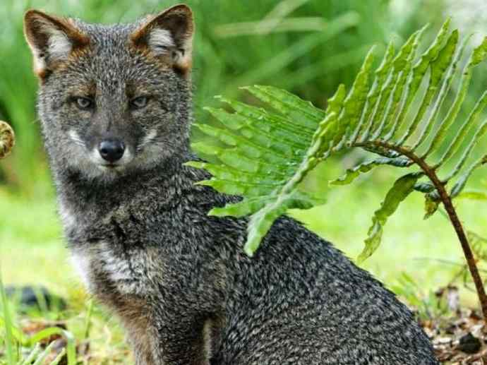 犬科：狐亚科伪狐属之阿根廷狐、山狐、达尔文狐