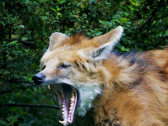 犬科:犬亚科鬃狼属的鬃狼 犬科:犬亚科鬃狼属的鬃狼