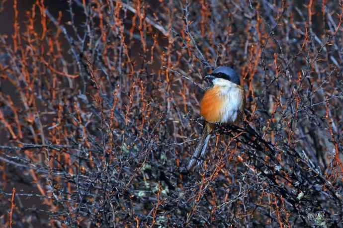 轻寒薄暖，再上川西